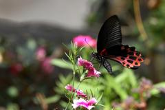 Papilio thaiwanus
