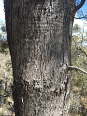 Lysicarpus angustifolius