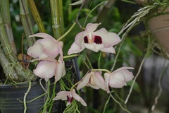 Dendrobium pulchellum