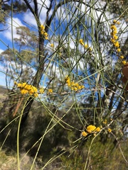Acacia calantha