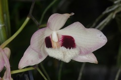 Dendrobium pulchellum