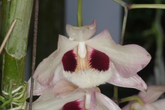 Dendrobium pulchellum