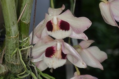 Dendrobium pulchellum