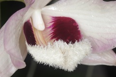 Dendrobium pulchellum