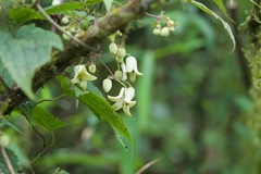 Clematis buchananiana