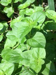 Lysimachia nummularia