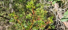 Boronia pinnata
