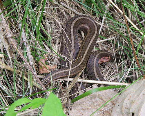 Photo of a Shorthead Garter Snake (Thamnophis brachystoma)