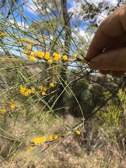 Acacia calantha