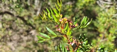 Boronia pinnata