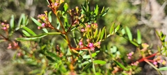 Boronia pinnata