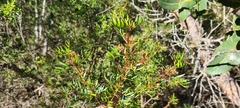 Boronia pinnata