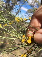 Acacia calantha