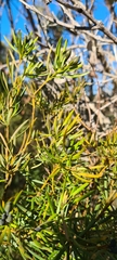 Boronia pinnata