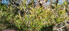 Boronia pinnata