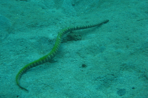 Acrochordus granulatus