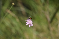 Cylindromyia rufifrons
