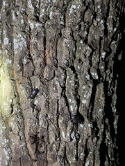 Dorcus rectus rectus