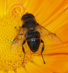 Eristalis tenax