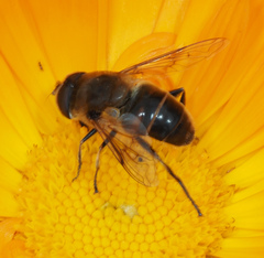 Eristalis tenax