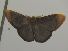 Melanothrix
