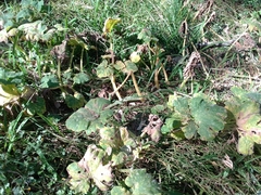 Cucurbita maxima maxima