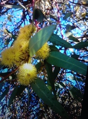 Eucalyptus woodwardii