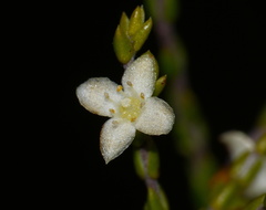 Lachnaea axillaris