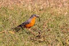 Melaenornis semipartitus