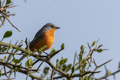 Melaenornis semipartitus