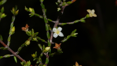 Lachnaea axillaris
