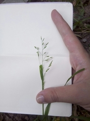 Poa annua