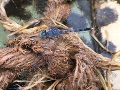 Diplacodes trivialis