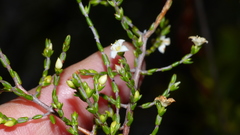 Lachnaea axillaris