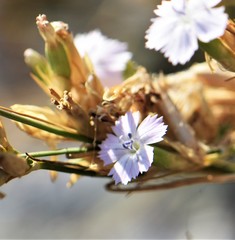 Dianthus polymorphus