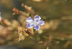 Dianthus polymorphus