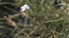 Dianthus polymorphus