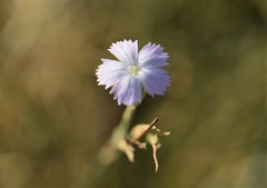Dianthus polymorphus