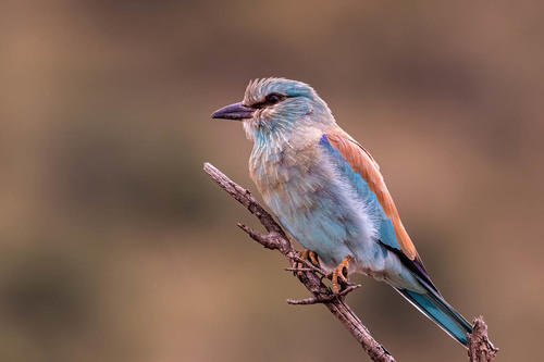 European Roller