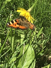 Aglais urticae