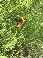 Aglais urticae