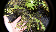 Lachnaea axillaris