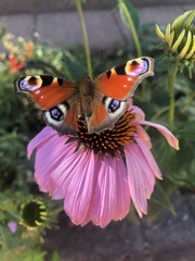 Aglais io