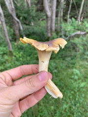 Cantharellus amethysteus