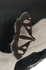 Glyphodes actorionalis