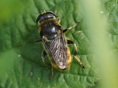 Merodon constans
