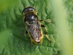 Merodon constans