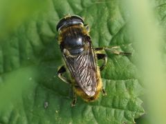 Merodon constans