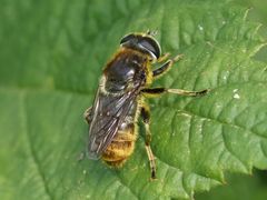 Merodon constans