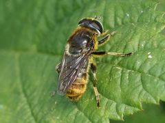 Merodon constans